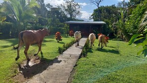 Property grounds - Charming, beautiful cabin. (La Fortuna)