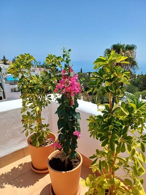 Potted plants on a balcony with a view of the sea. - Spectacular House. Ocean Vistas (Benalmádena)