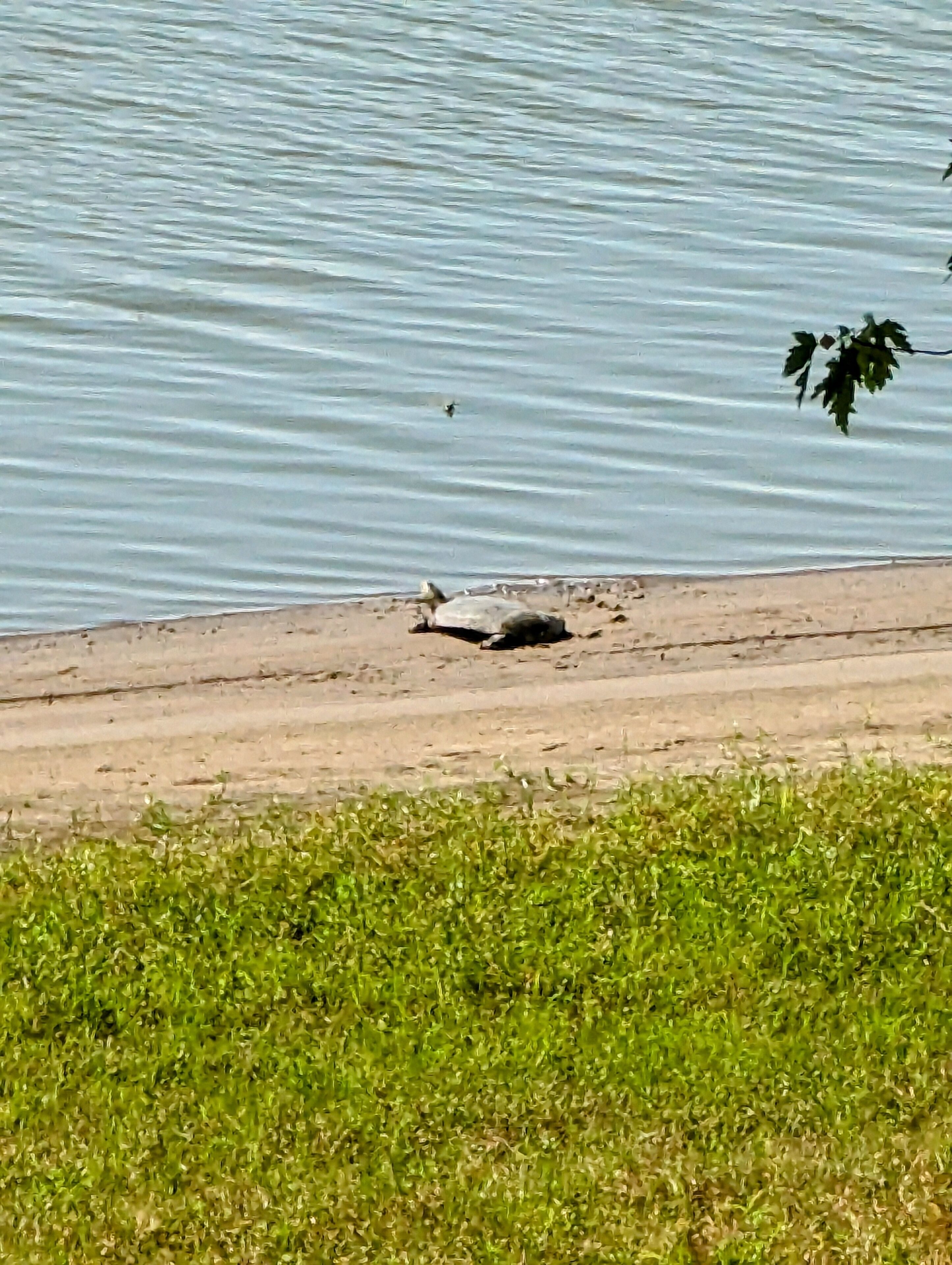 Beach nearby, sun loungers