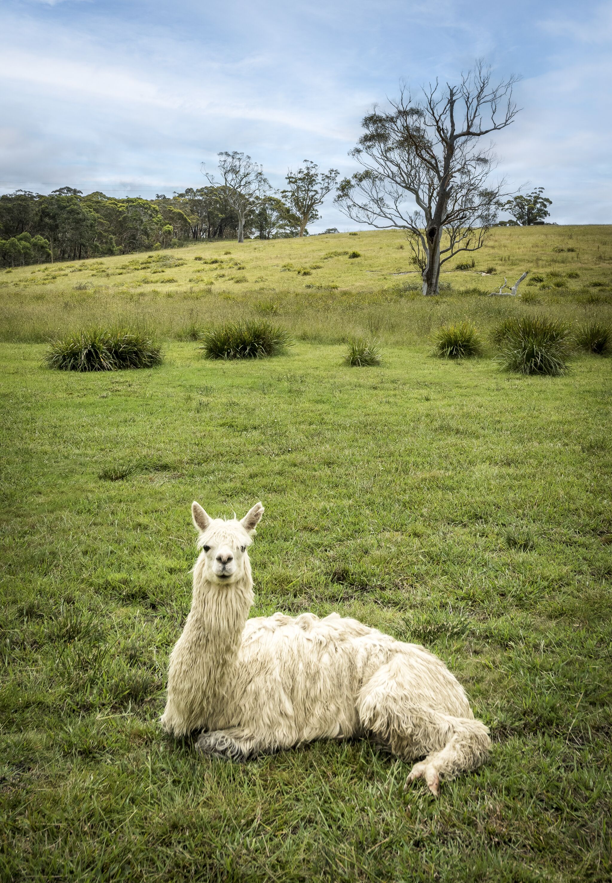 A llama lying on a grassy field with trees in the background.