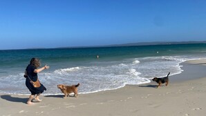 A beach scene with a person and two dogs walking along the shore.