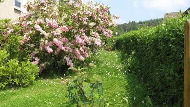 Un jardin agrémenté d’un arbuste en fleurs, d’une haie et d’une petite plante dans un cadre métallique.