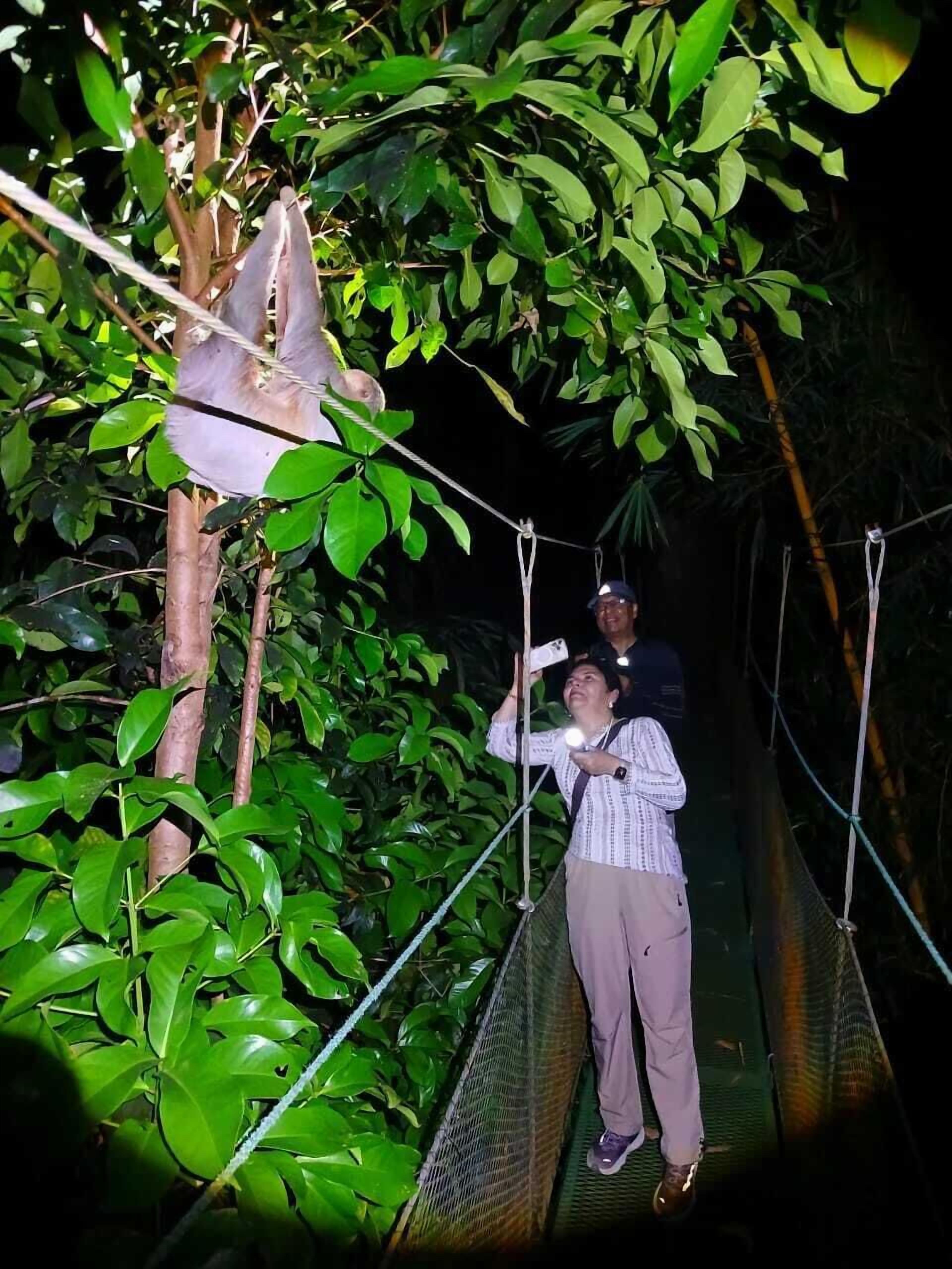 Foto - Mountain Top Park Hotel