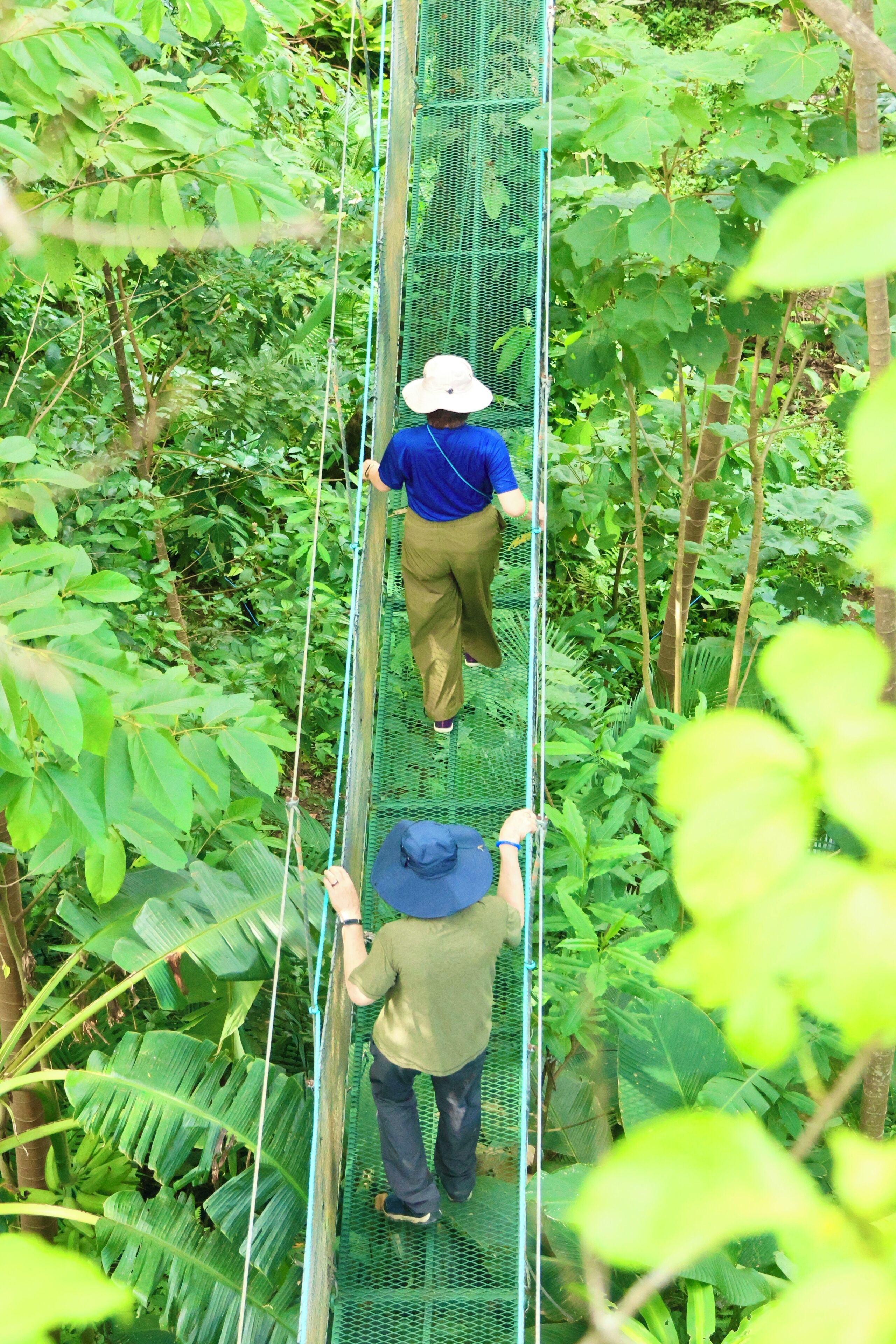 Two people walking on a suspended bridge in a lush green forest.