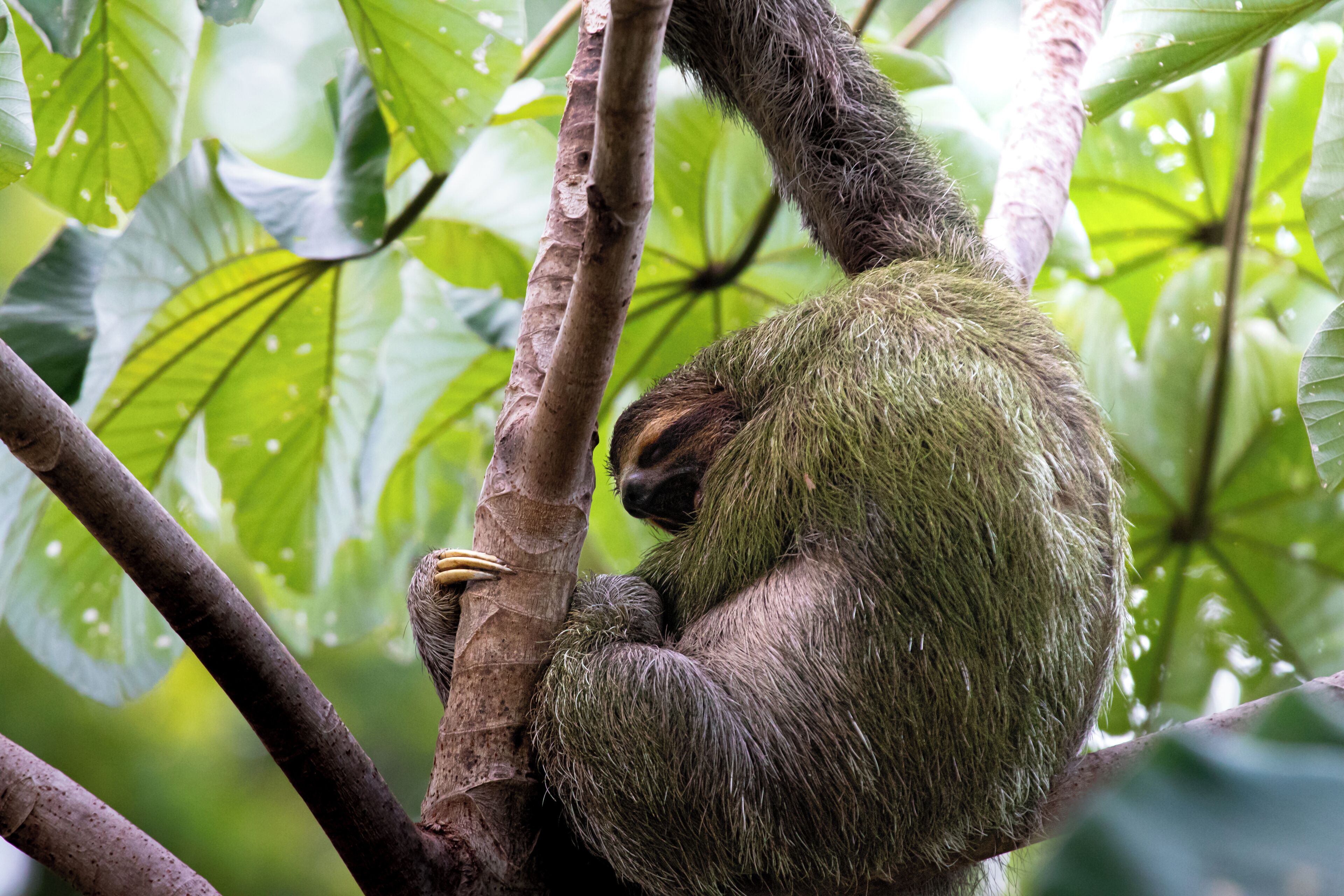 Foto - Mountain Top Park Hotel