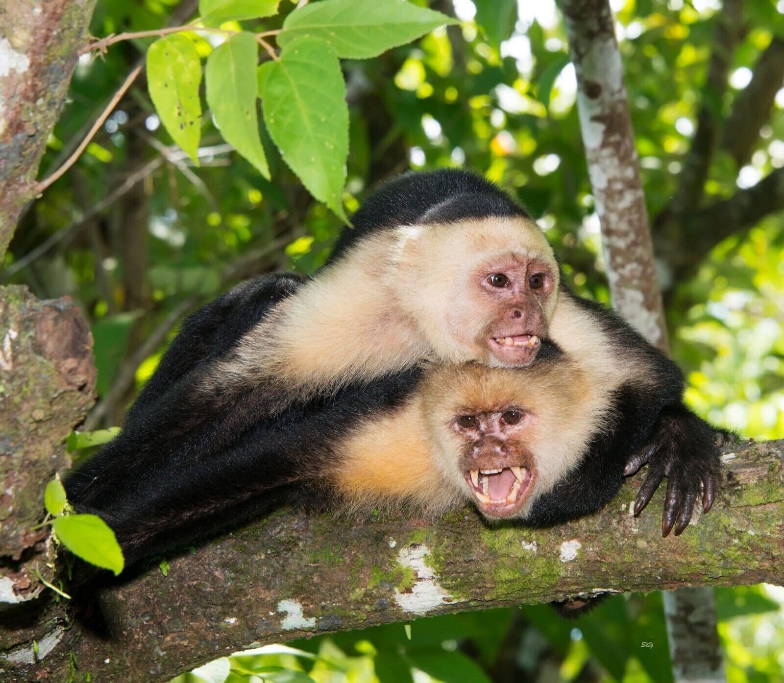 Foto - Mountain Top Park Hotel