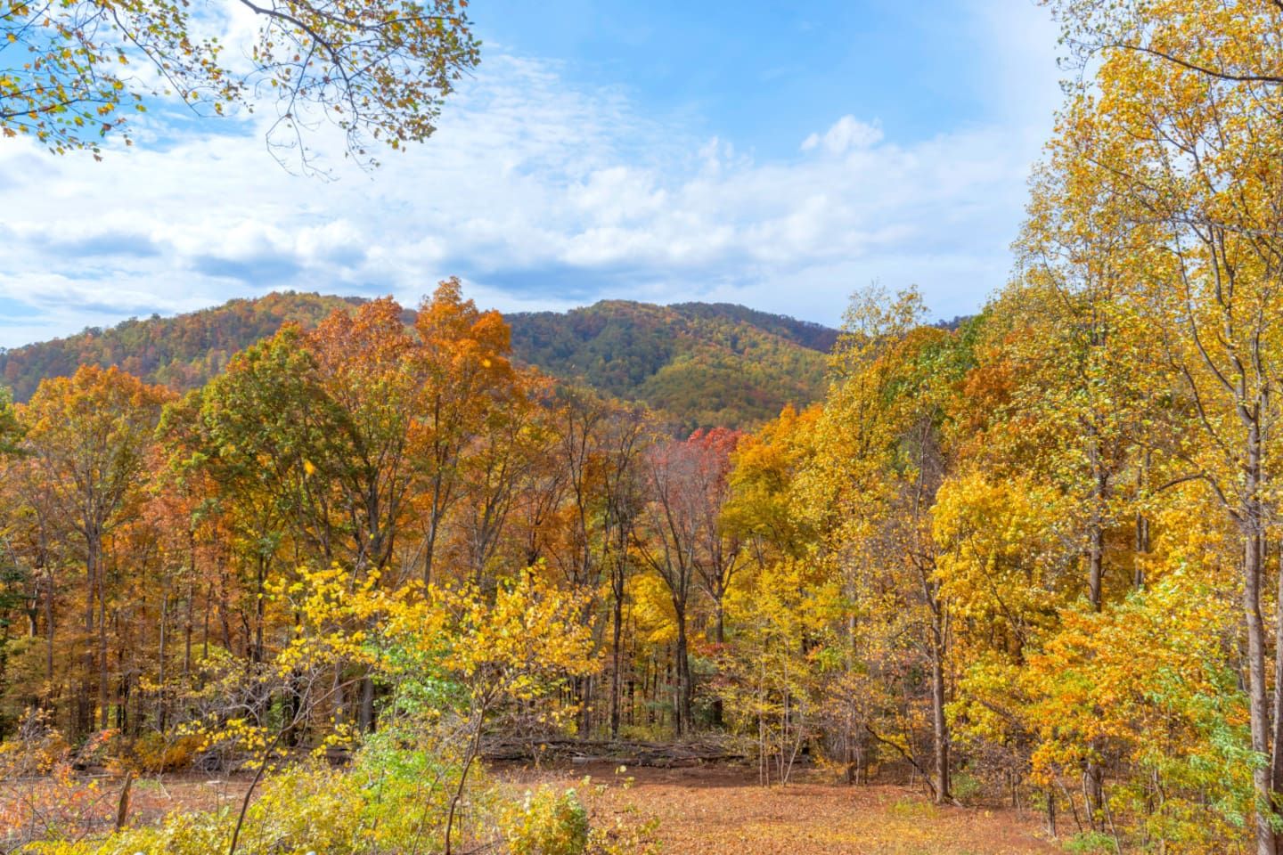 A forested area with trees displaying autumn colors.