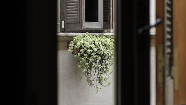 Une fenêtre avec des volets en bois et une plante suspendue.