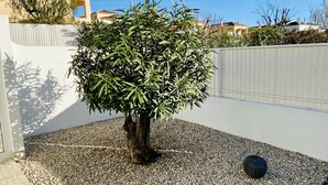 Ein gepflegter Garten mit einem großen, belaubten Baum in einer Schotterfläche, umgeben von einer weißen Mauer und einem Zaun.