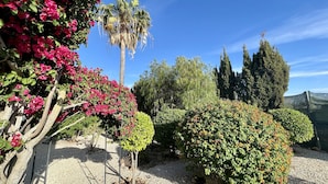 A garden with various plants and trees, including a palm tree and a hedge. - Nicola by Check-in Portugal (Albufeira)