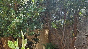 A cactus plant in a terracotta pot, a metal chair, and a stone wall in a garden setting.