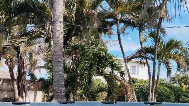 Une piscine d’eau cristalline, entourée de palmiers, avec un bâtiment visible au loin.