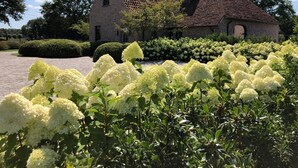 Uma casa de tijolos com telhado inclinado e um jardim com arbustos de hortênsia branca na frente.