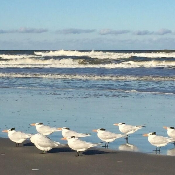 Maison (2 Bedrooms) | Intérieur