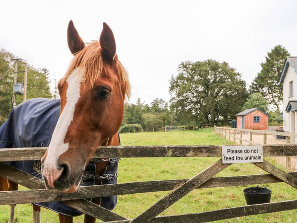Un caballo detrás de una cerca de madera con un letrero que dice 'Por favor, no alimente a los animales'.