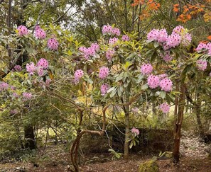 Surrounded by a lush forest, this serene natural setting features a majestic tree with vibrant pink flowers.
