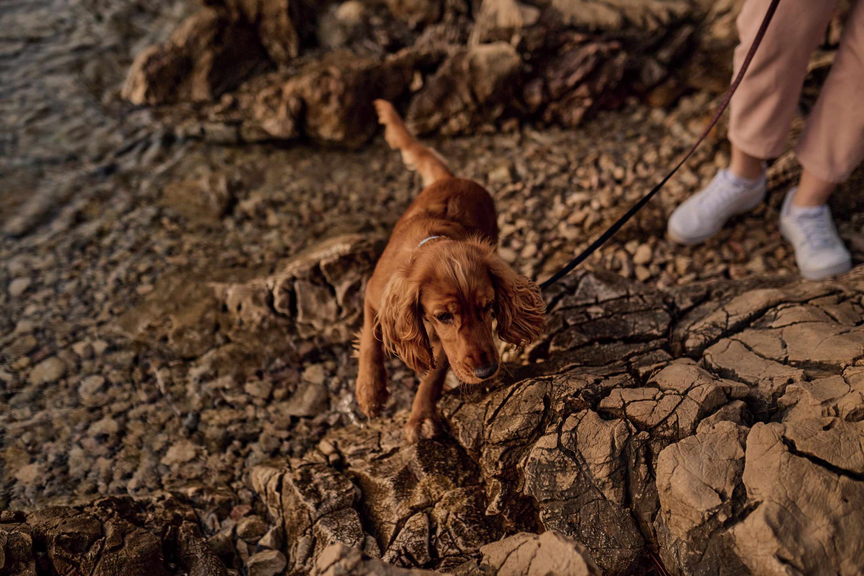 A dog on a leash walking on rocky terrain.