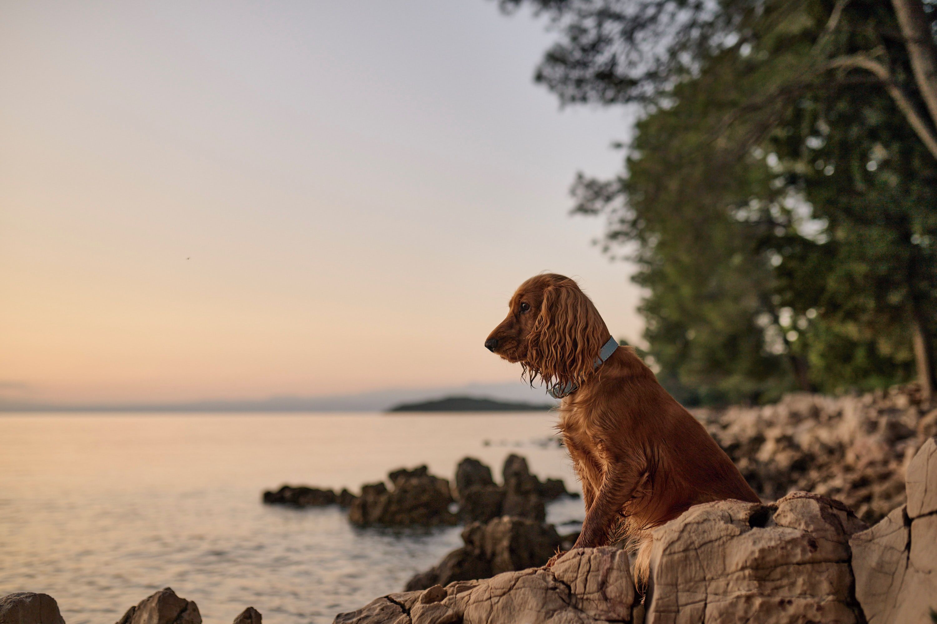 A dog sitting on rocks by the water.
