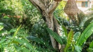 Un exuberante jardín con un árbol grande y lámparas colgantes de mimbre.