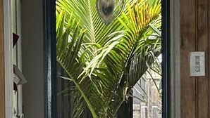 Ein Hund sitzt vor einer Tür mit Blick auf eine Palme und einer herzförmigen Dekoration.