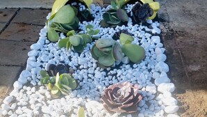 Un jardin agrémenté de galets blancs et de différentes espèces de plantes succulentes.