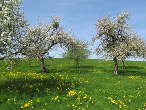 A field with blooming trees and yellow flowers.