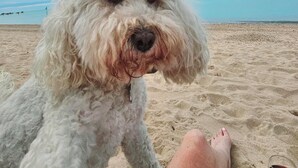 Un chien blanc sur une plage de sable, sous un ciel dégagé.