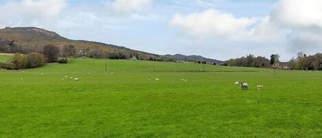 Een groen veld met schapen die grazen, een heuvel op de achtergrond en een heldere lucht.