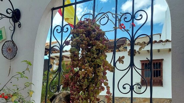 A dog looking through a metal gate at a white building with a stone base and a window with wooden shutters. - Family Host (Villa de Leyva)