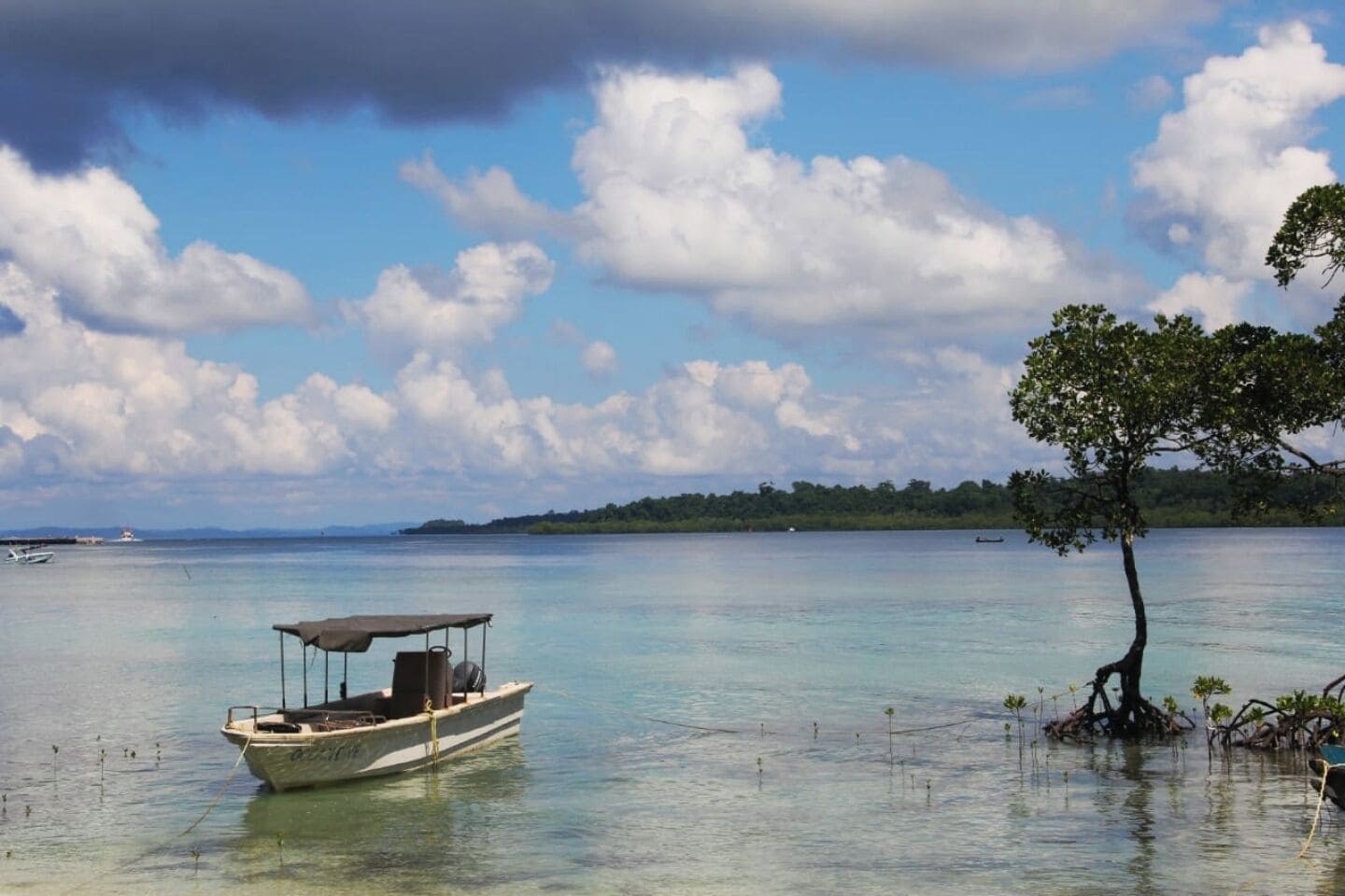 Um lago calmo com um barco ancorado perto de uma árvore com raízes expostas.