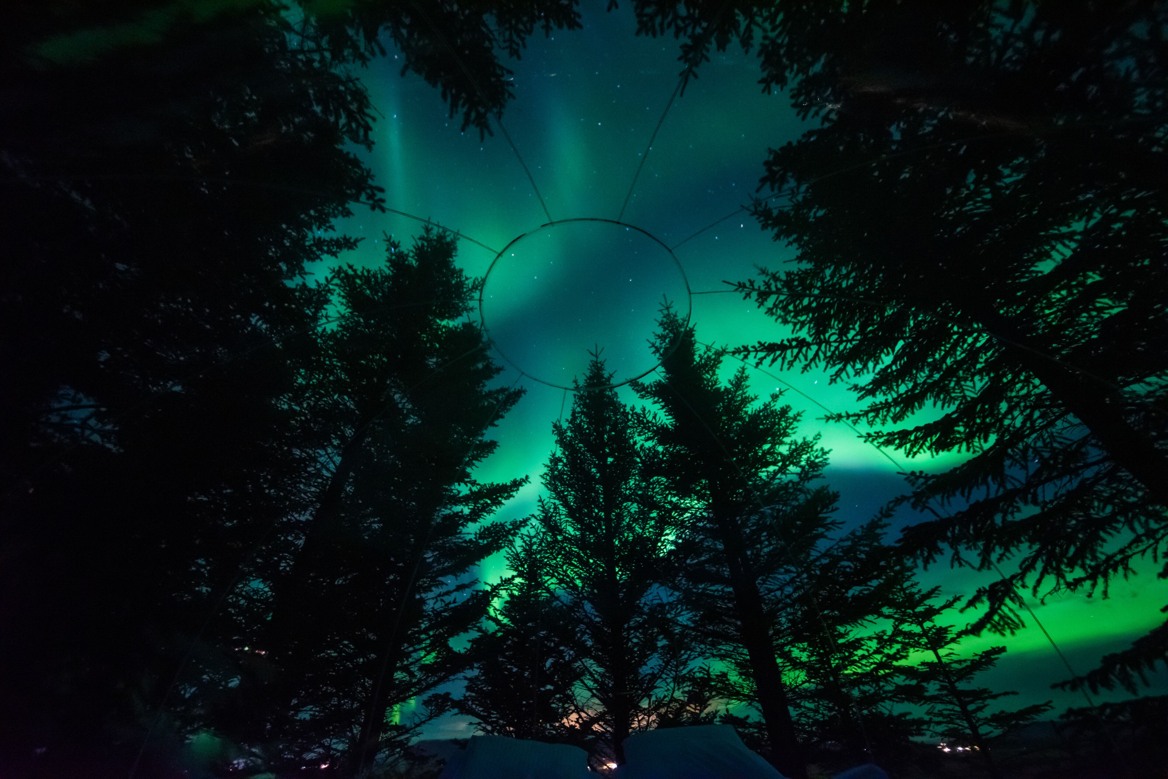 A forest with tall trees and a visible circular light structure in the center.