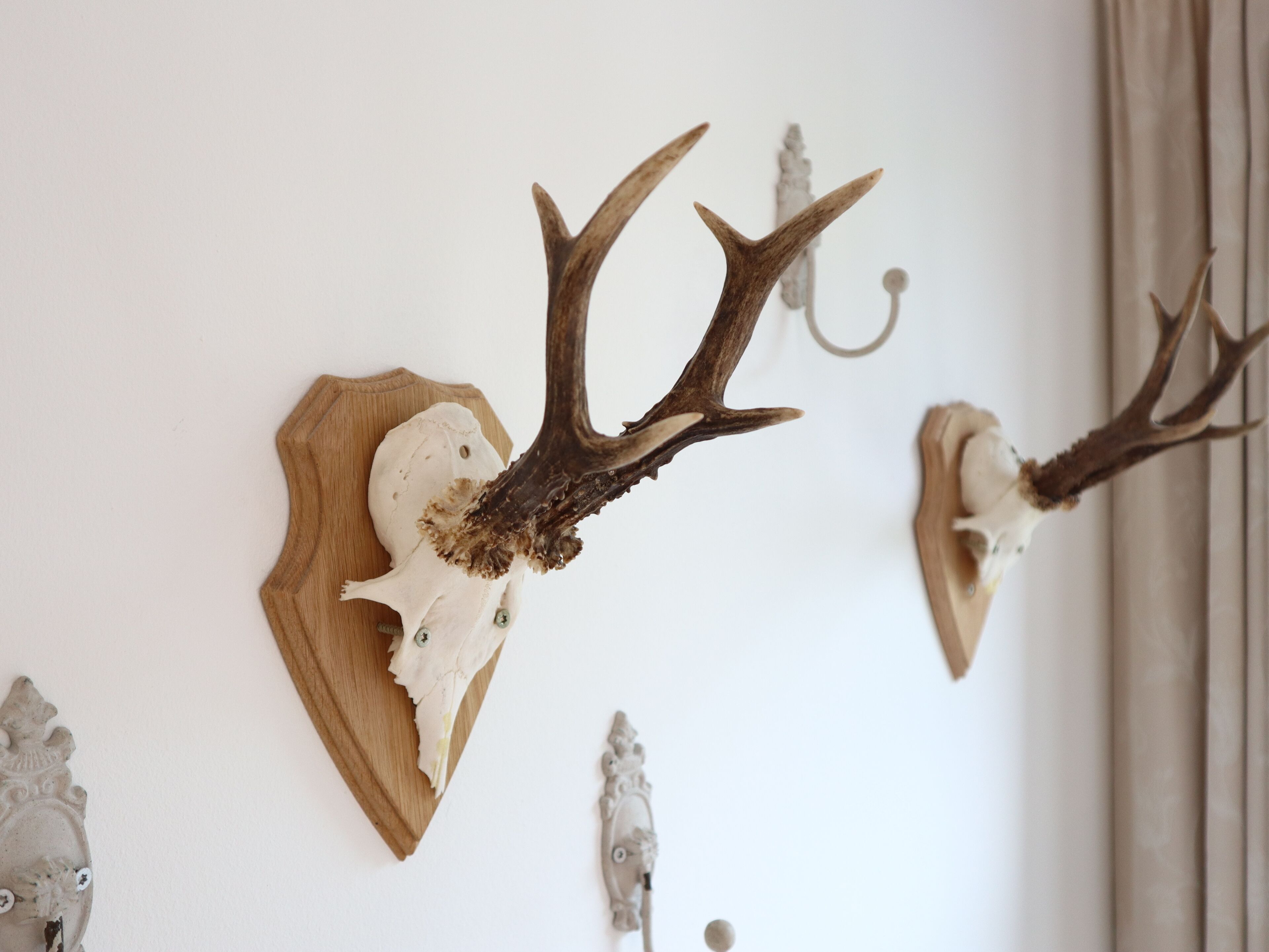 Des bois de cerf fixés au mur.