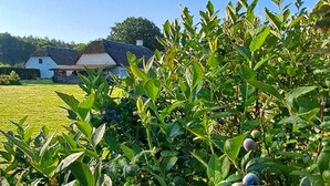 A rural landscape with a house, lush greenery, and blueberry bushes. - Schellerup Gård (Herning)