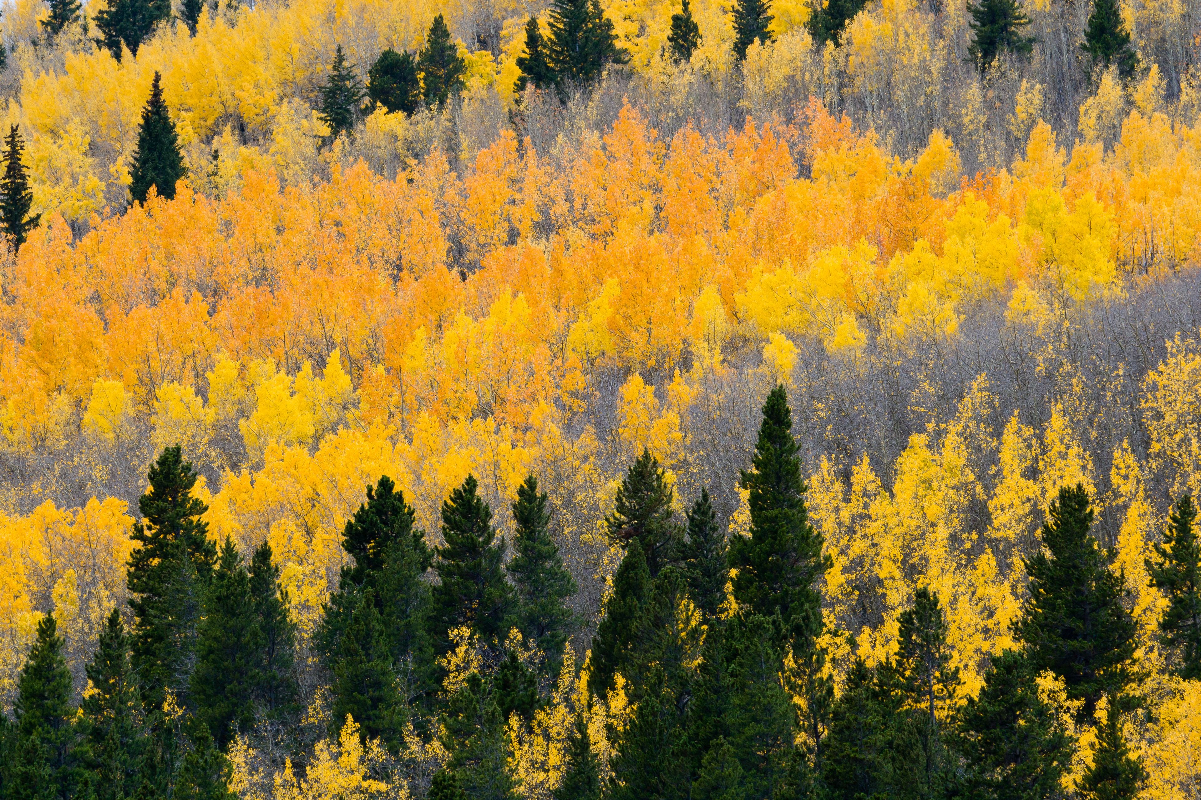 Une forêt aux feuillages jaunes et denses, ce qui laisse supposer que c’est l’automne.