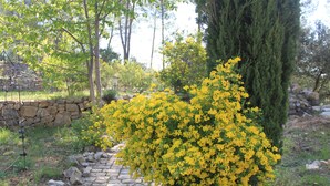 Un sendero de piedra que atraviesa un jardín con arbustos de flores amarillas y una pared de piedra.