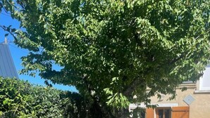 A residential property with a large tree, a wooden gate, and a pathway leading to a house with a beige exterior and a brown door. - Charmante Maison à la Campagne (Sainte-Fauste)