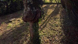 A tree with sunlight filtering through its leaves, a path, and a distant view of a landscape. - Charmante Maison à la Campagne (Sainte-Fauste)