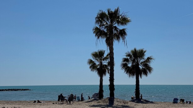 Una playa con palmeras, un banco de hormigón y un cielo azul despejado.