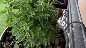 Filera de plantes en testos amb etiquetes que indiquen diferents espècies d'herbes aromàtiques, amb un edifici i una zona verda al fons.