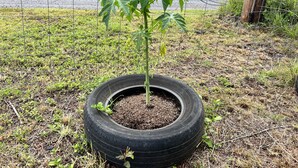 Une plante dans un pot en forme de pneu.