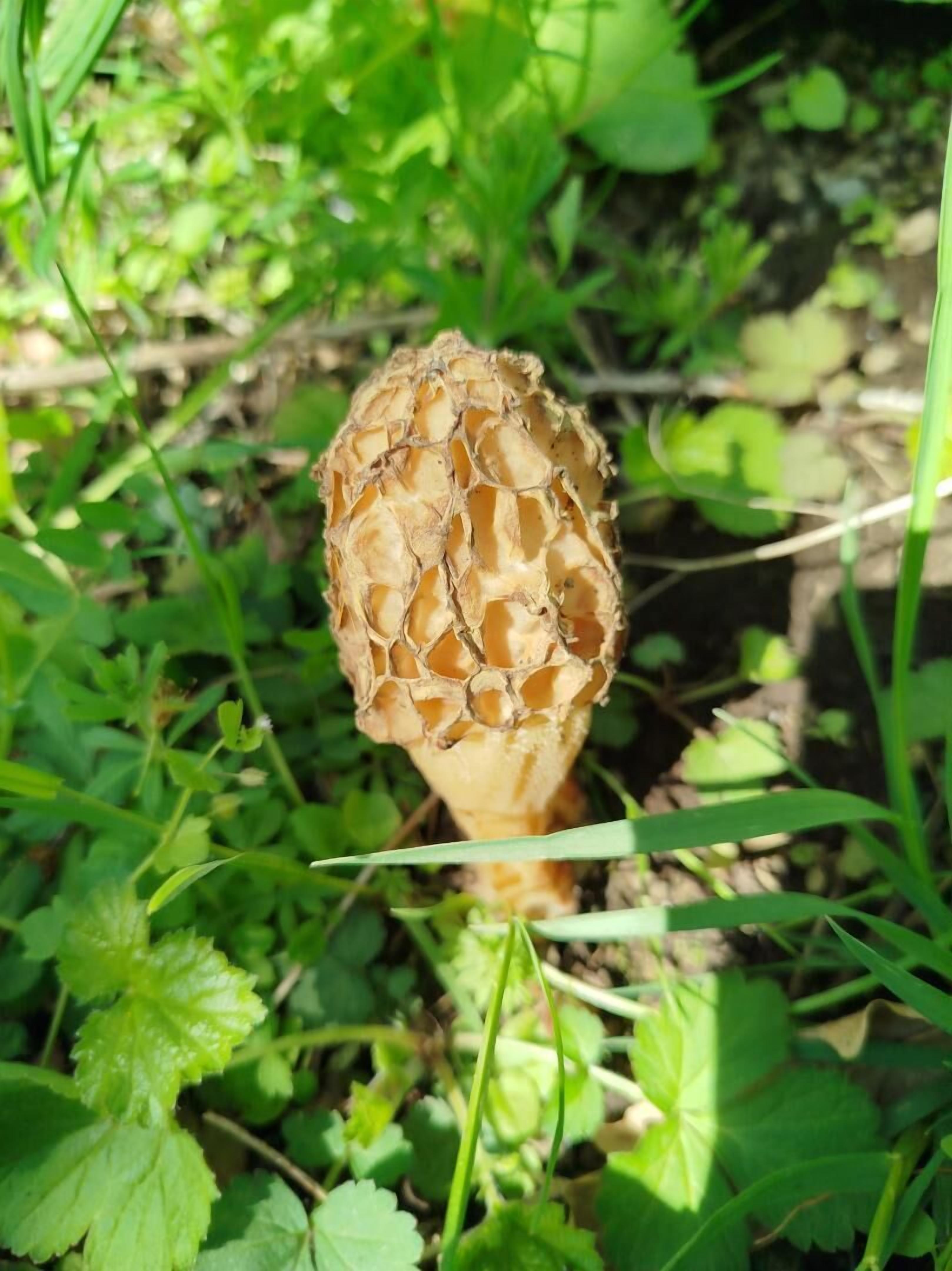 Gîte des Milans, l'arrivée du Printemps