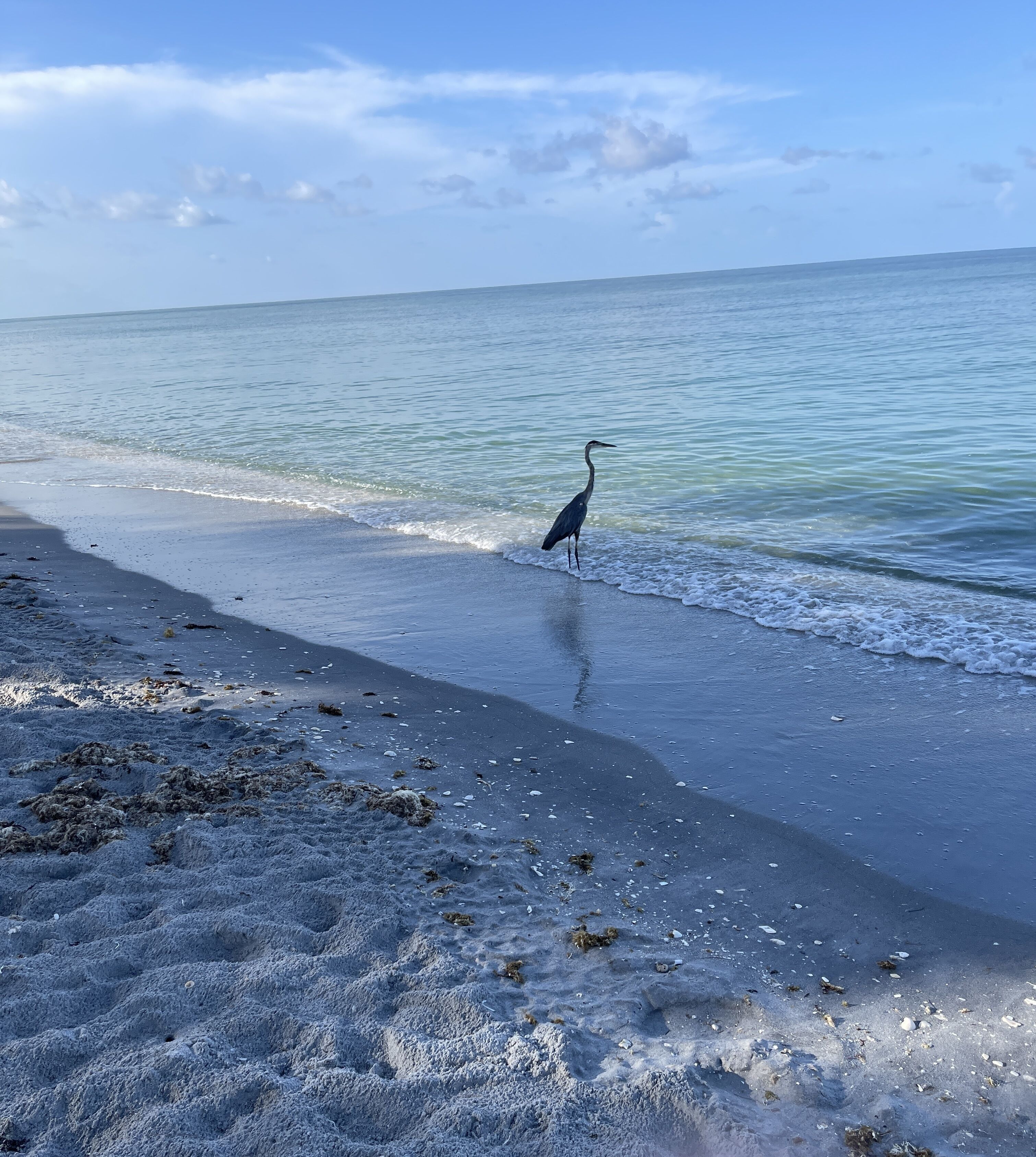 A beach with a bird standing on the sand near the water.