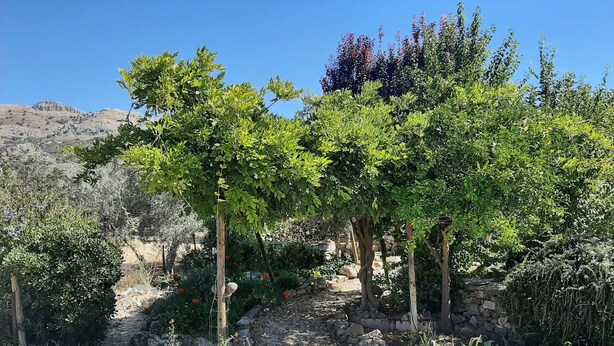 Ein Garten mit Kiesweg, Bäumen und verschiedenen Pflanzen.