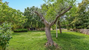 A tree with a thick trunk and a wide canopy in a well-maintained grassy area. - Nice home in Svetvincenat (Svetvincenat)