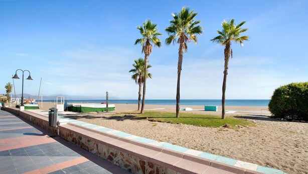 Una playa con palmeras, un sendero de baldosas y una zona arenosa.