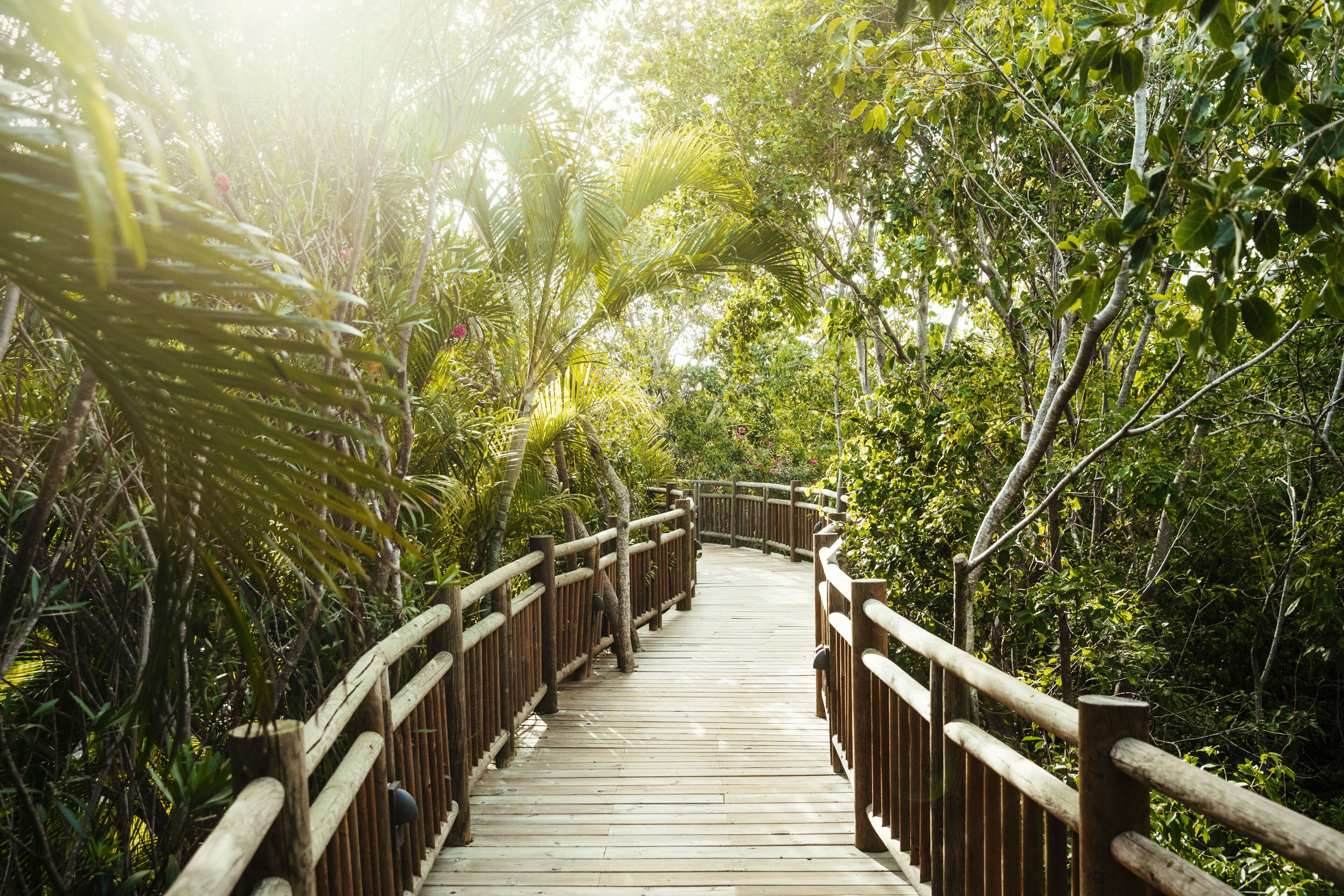 Une promenade en bois qui traverse une forêt tropicale dense.