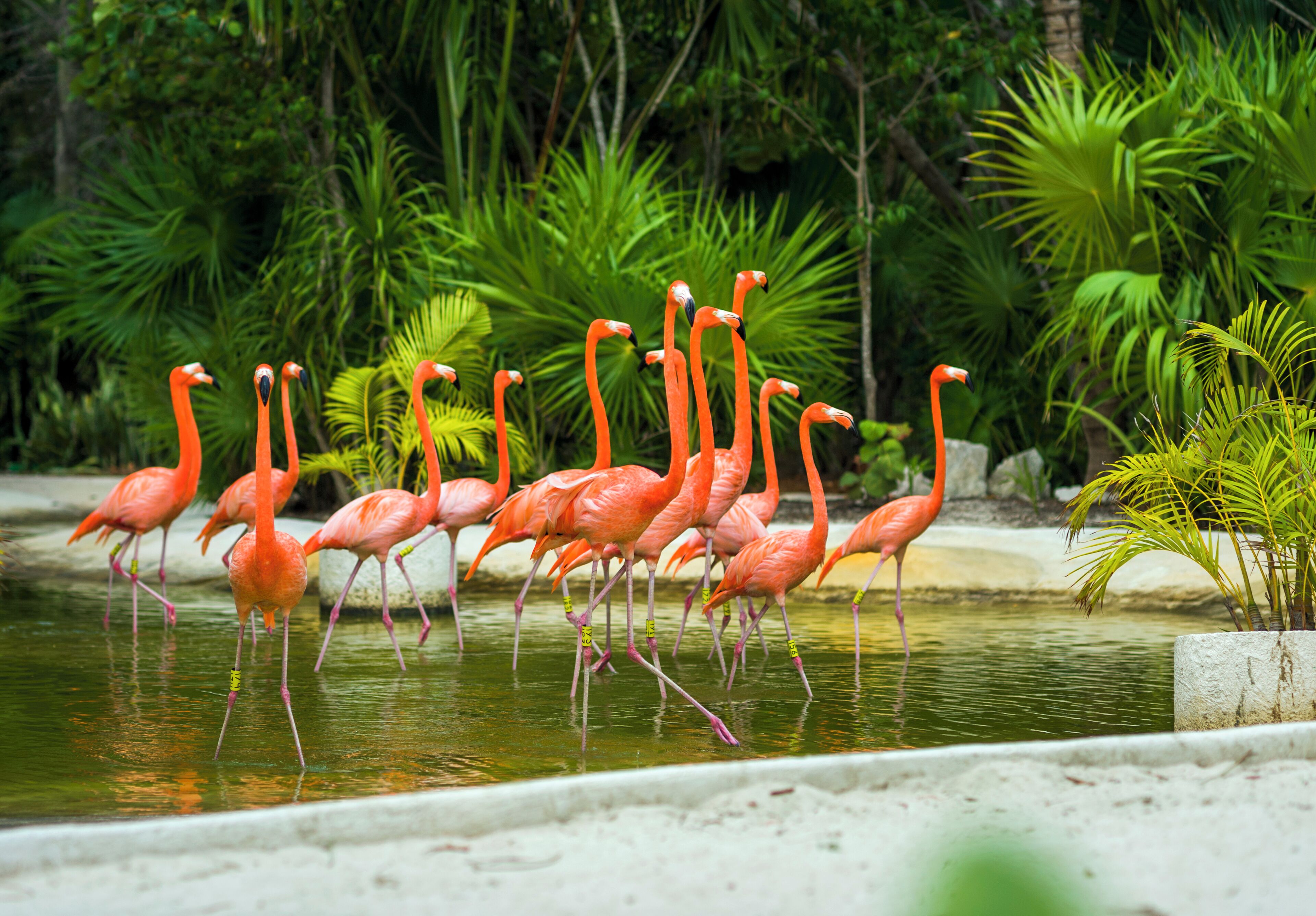 A group of flamingos standing in a water feature surrounded by lush greenery.