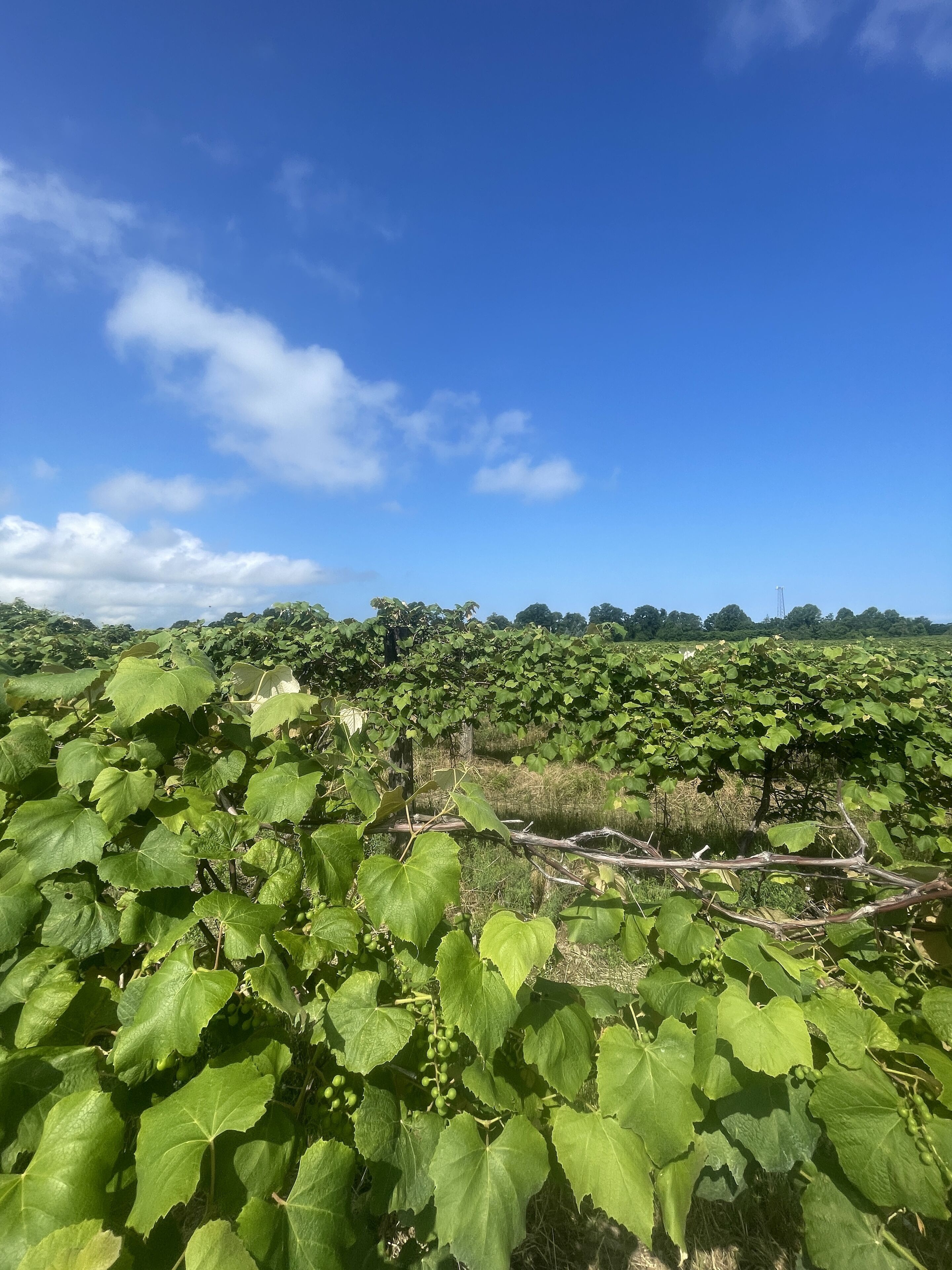 A vineyard with rows of grapevines under a clear blue sky.
