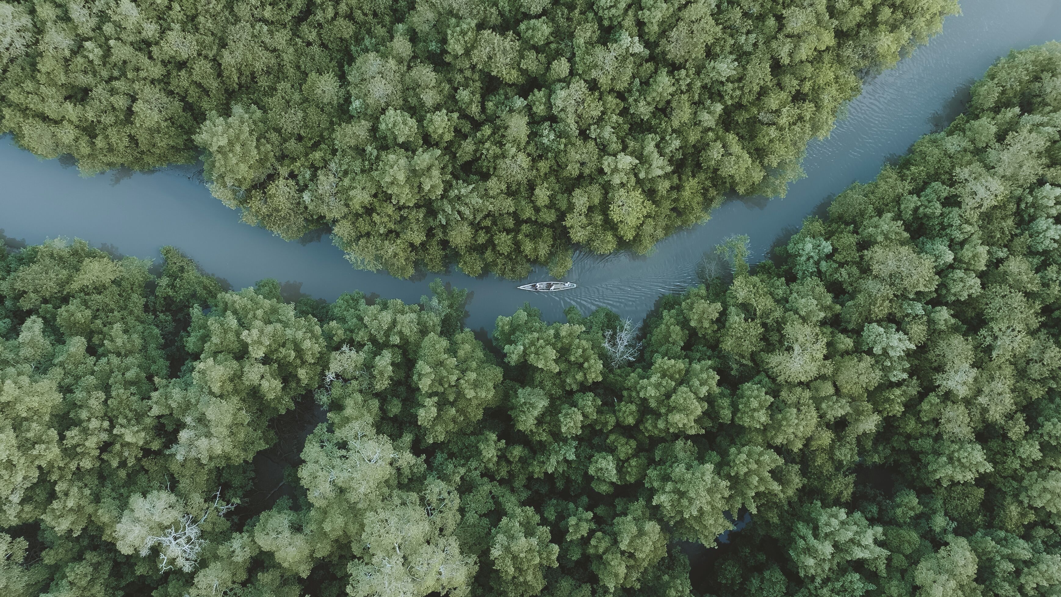 Vista aérea de un bosque denso con un río.
