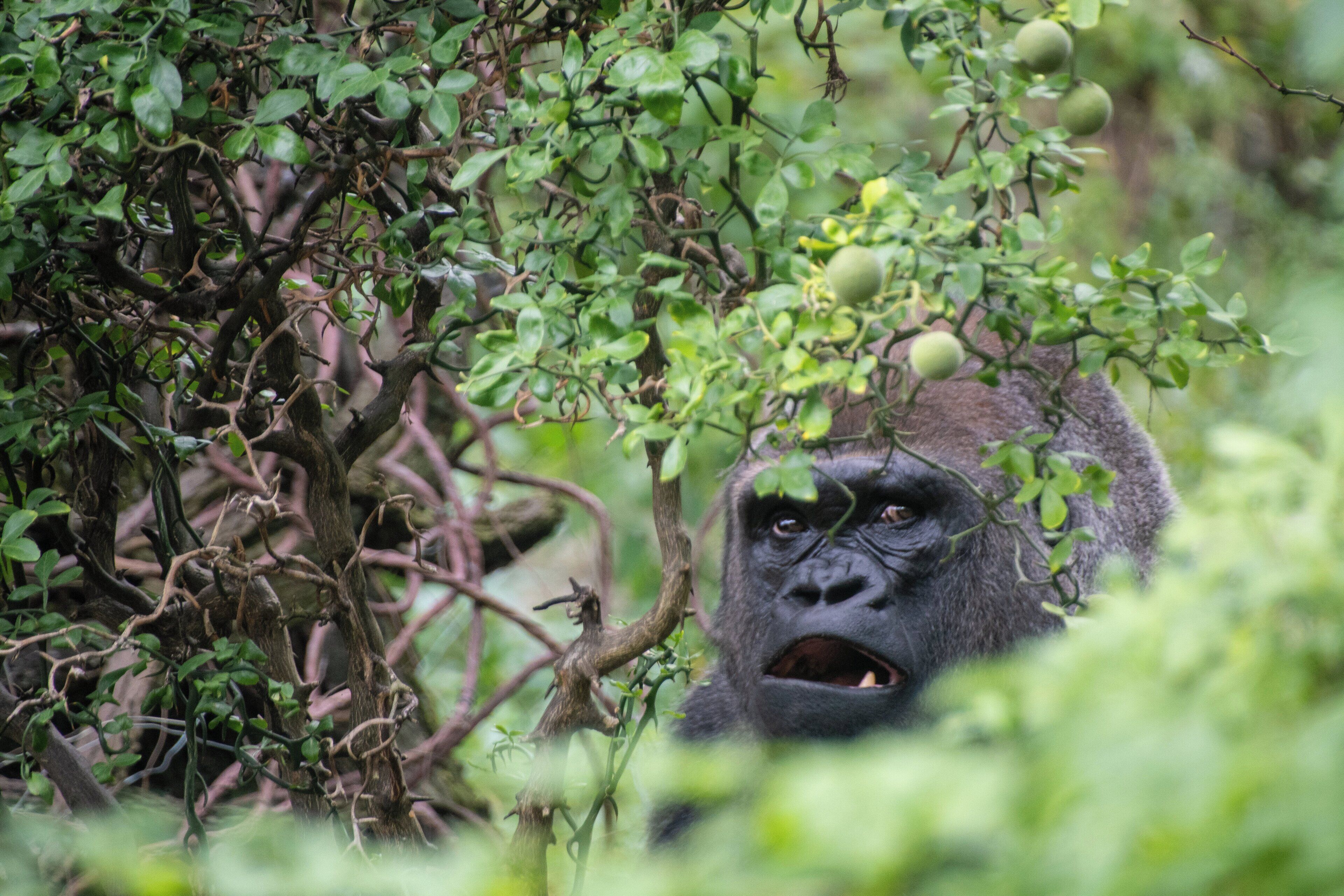 Foto - Holiday Inn Express & Suites Bronx - Zoo Area by IHG